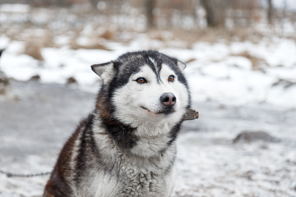 시베리안허스키
