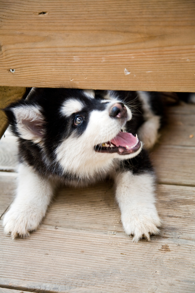 알래스칸 말라뮤트